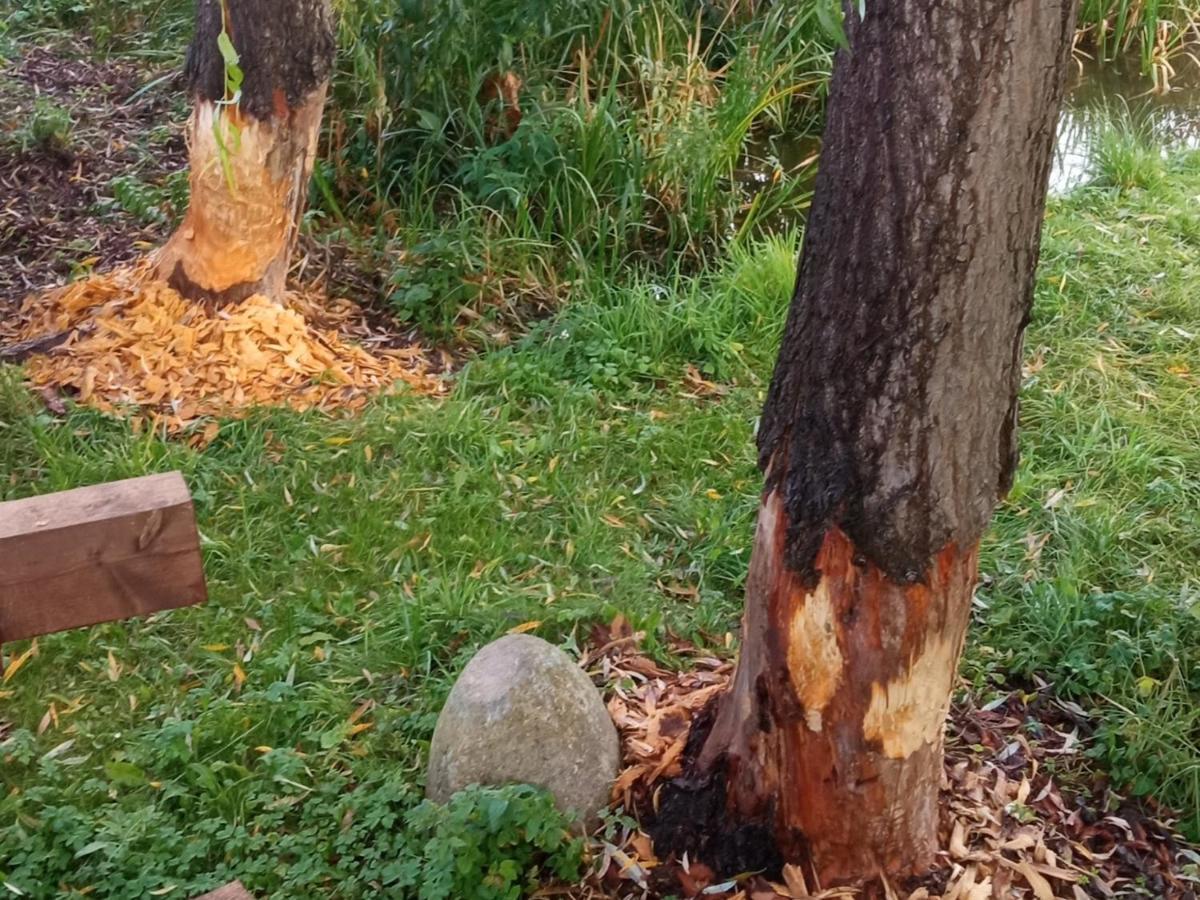 Agroturystyka Kwatery Pracownicze Noclegi Rybno Mazury Exterior foto